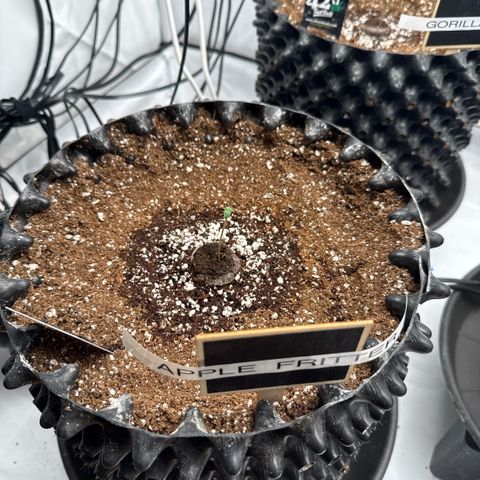 Apple Fritter Automatic growlog timeline photo