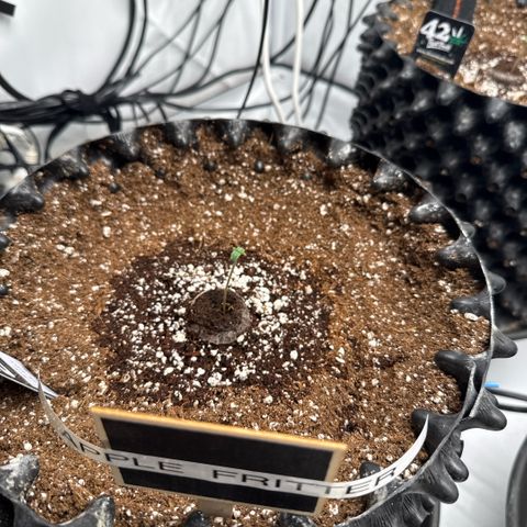 Apple Fritter Automatic growlog timeline photo