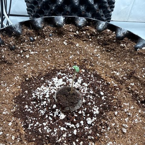 Apple Fritter Automatic growlog timeline photo