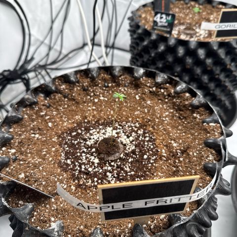 Apple Fritter Automatic growlog timeline photo