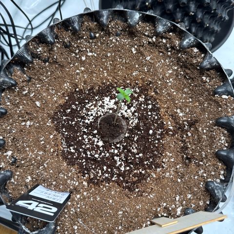Apple Fritter Automatic growlog timeline photo