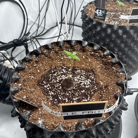 Apple Fritter Automatic growlog timeline photo