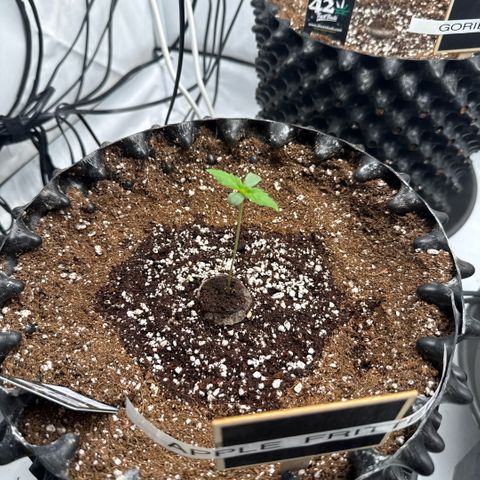 Apple Fritter Automatic growlog timeline photo