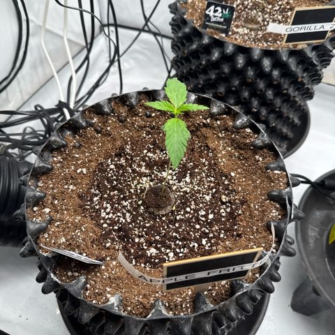 Apple Fritter Automatic growlog timeline photo