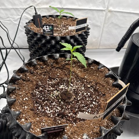 Apple Fritter Automatic growlog timeline photo