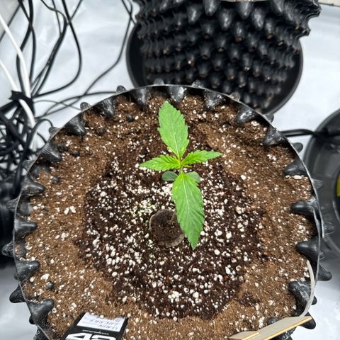 Apple Fritter Automatic growlog timeline photo