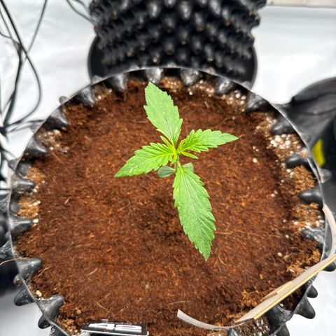 Apple Fritter Automatic growlog timeline photo