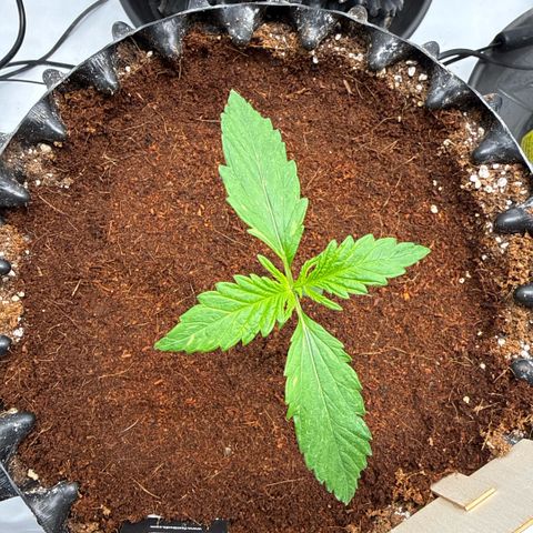 Apple Fritter Automatic growlog timeline photo