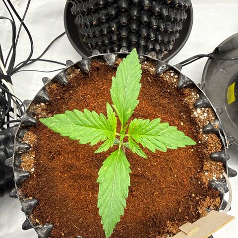 Apple Fritter Automatic growlog timeline photo