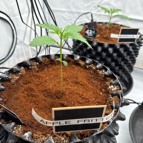 Apple Fritter Automatic growlog timeline photo