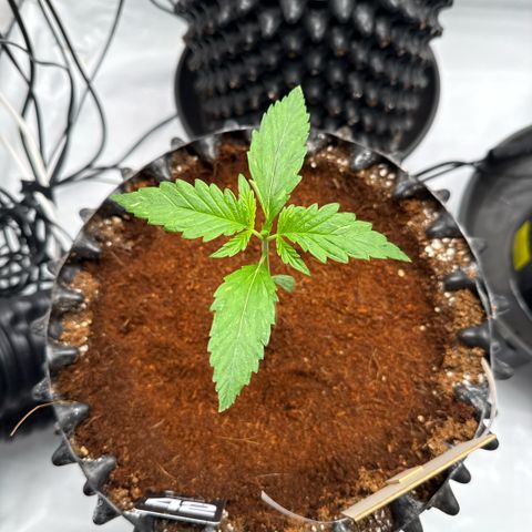 Apple Fritter Automatic growlog timeline photo