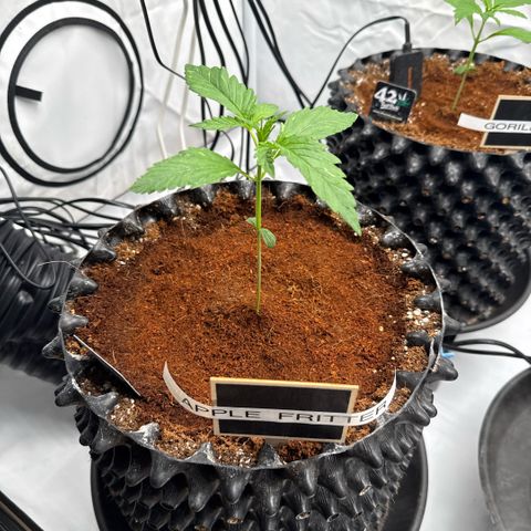 Apple Fritter Automatic growlog timeline photo