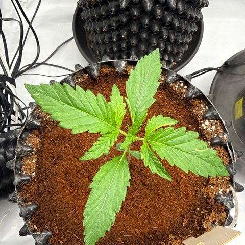 Apple Fritter Automatic growlog timeline photo