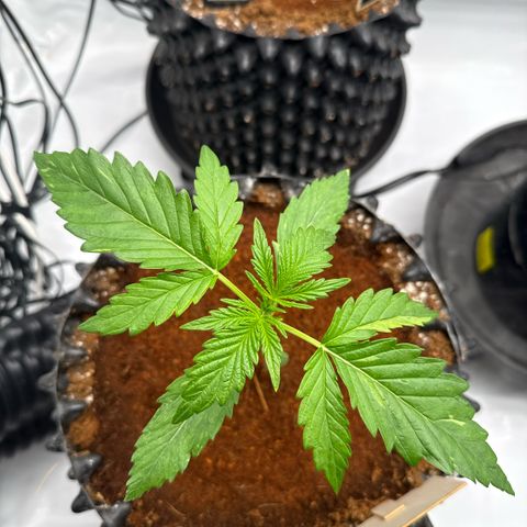 Apple Fritter Automatic growlog timeline photo