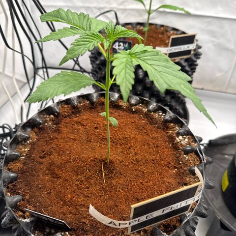 Apple Fritter Automatic growlog timeline photo