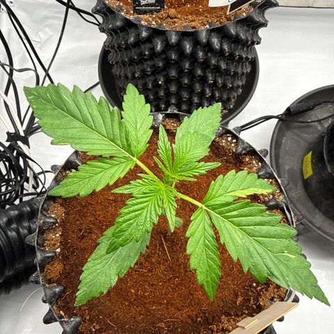 Apple Fritter Automatic growlog timeline photo