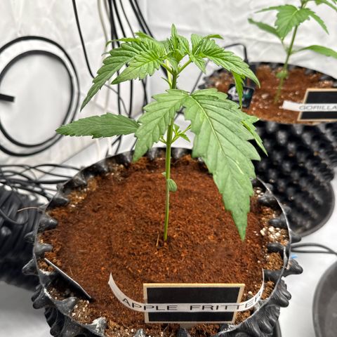 Apple Fritter Automatic growlog timeline photo