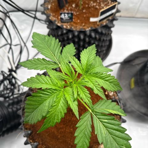 Apple Fritter Automatic growlog timeline photo