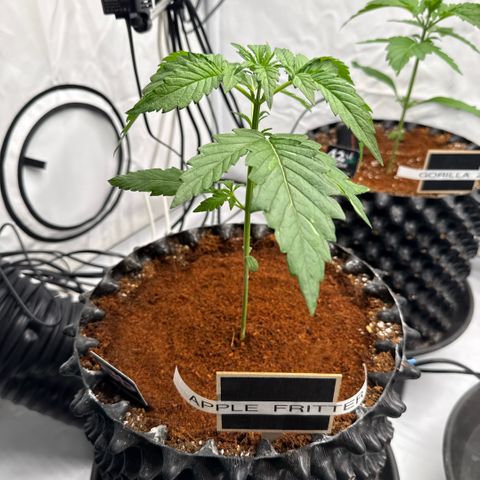 Apple Fritter Automatic growlog timeline photo