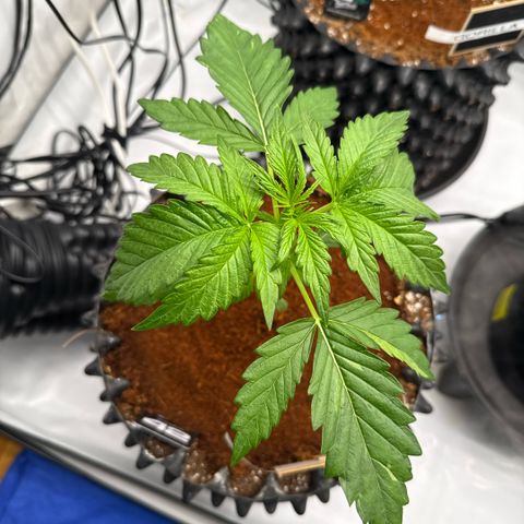 Apple Fritter Automatic growlog timeline photo