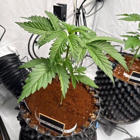 Apple Fritter Automatic growlog timeline photo