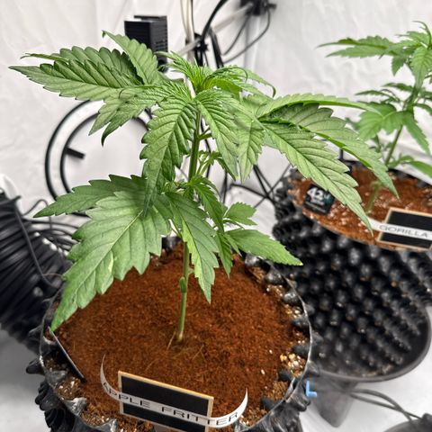 Apple Fritter Automatic growlog timeline photo
