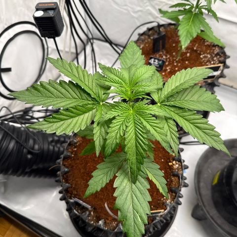 Apple Fritter Automatic growlog timeline photo