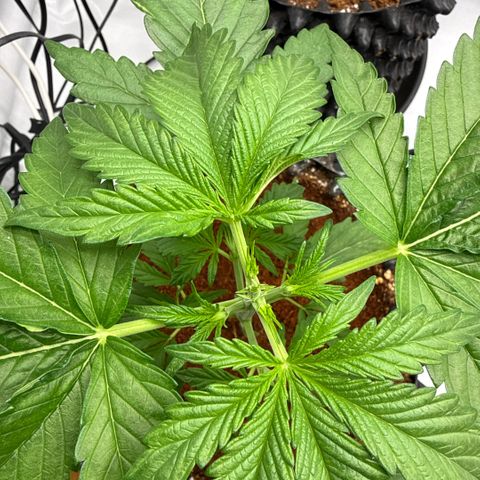 Apple Fritter Automatic growlog timeline photo