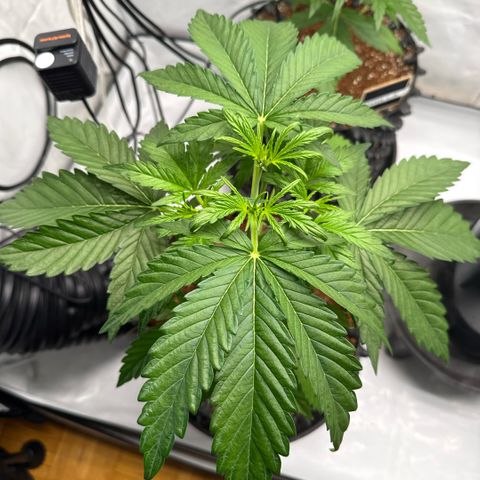 Apple Fritter Automatic growlog timeline photo