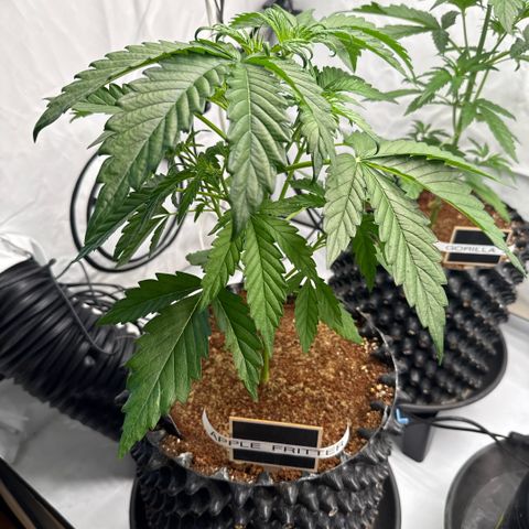 Apple Fritter Automatic growlog timeline photo