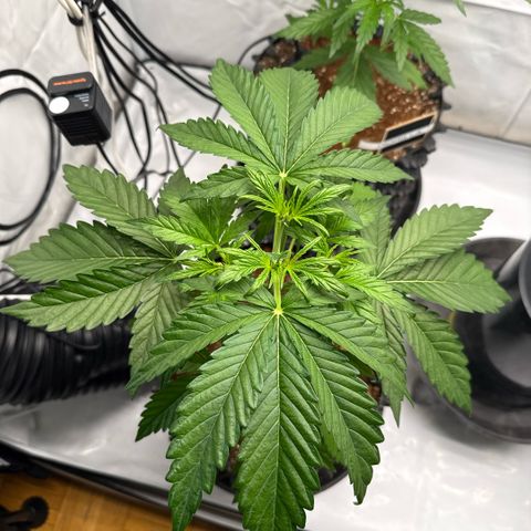Apple Fritter Automatic growlog timeline photo
