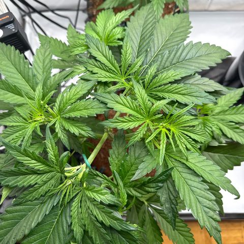 Apple Fritter Automatic growlog timeline photo