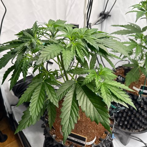 Apple Fritter Automatic growlog timeline photo