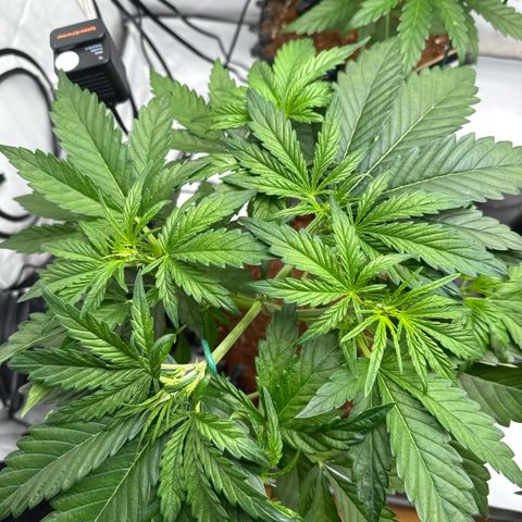 Apple Fritter Automatic growlog timeline photo