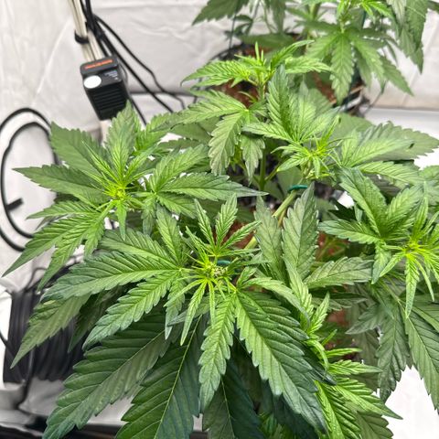 Apple Fritter Automatic growlog timeline photo