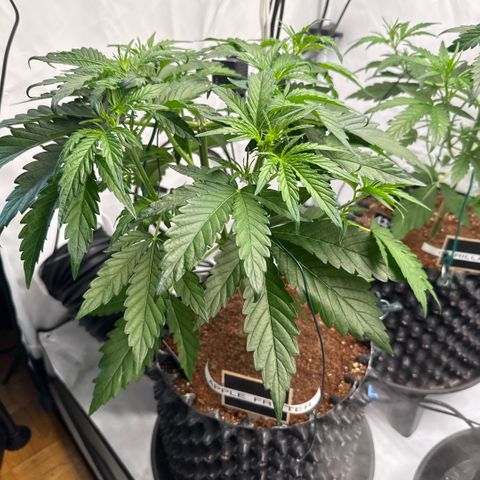Apple Fritter Automatic growlog timeline photo