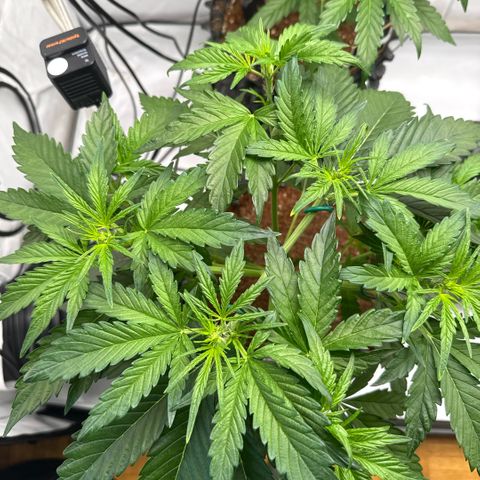 Apple Fritter Automatic growlog timeline photo