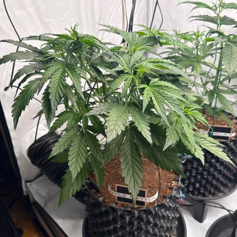 Apple Fritter Automatic growlog timeline photo