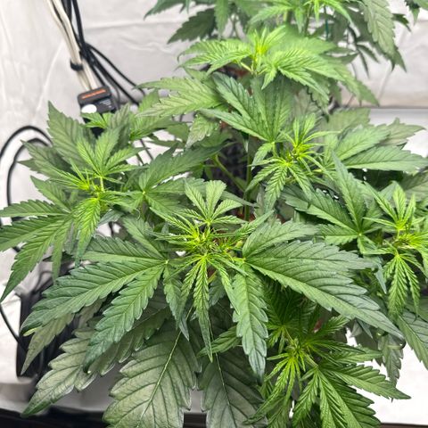 Apple Fritter Automatic growlog timeline photo