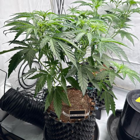 Apple Fritter Automatic growlog timeline photo