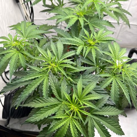 Apple Fritter Automatic growlog timeline photo