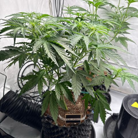 Apple Fritter Automatic growlog timeline photo