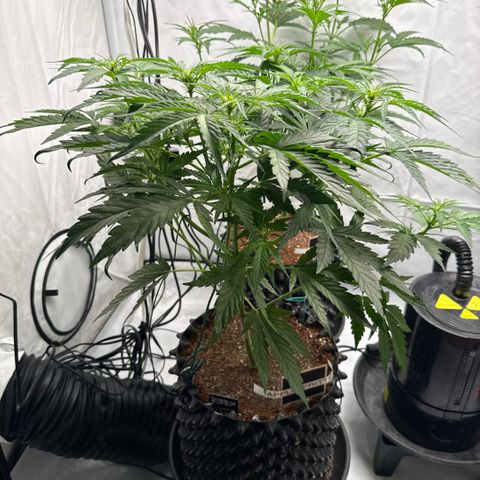 Apple Fritter Automatic growlog timeline photo