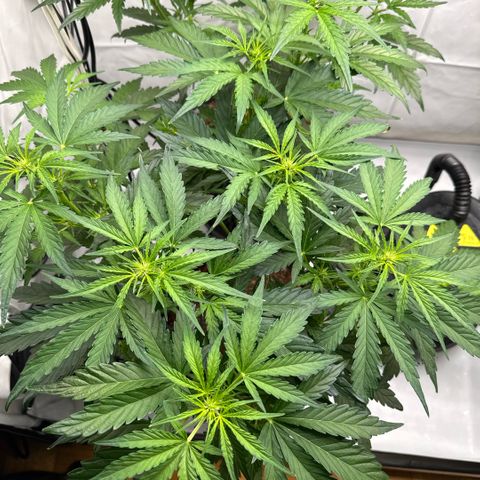 Apple Fritter Automatic growlog timeline photo