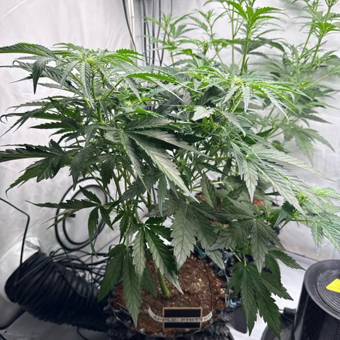 Apple Fritter Automatic growlog timeline photo