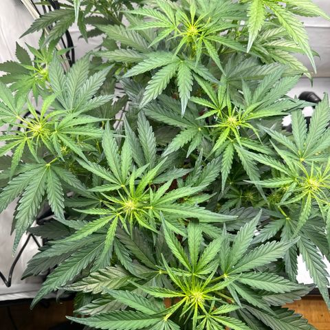 Apple Fritter Automatic growlog timeline photo