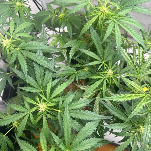 Apple Fritter Automatic growlog timeline photo