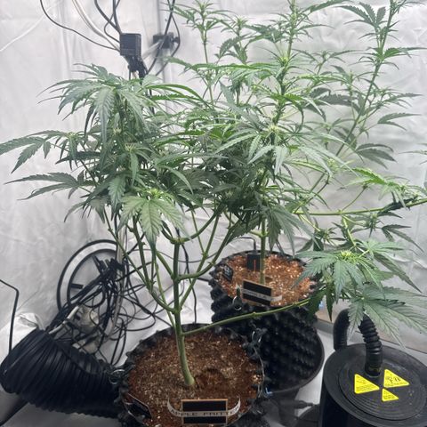 Apple Fritter Automatic growlog timeline photo