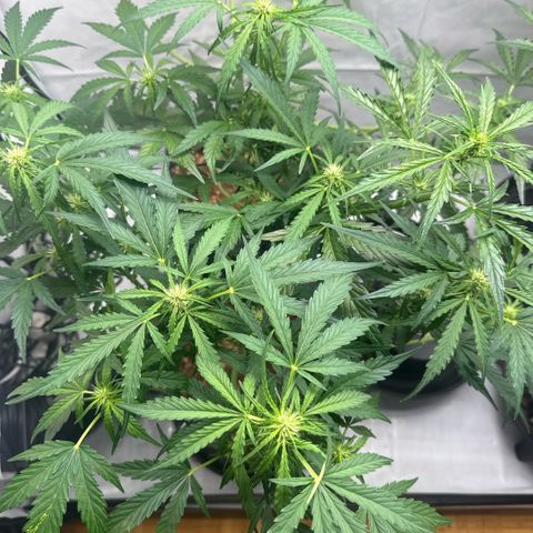 Apple Fritter Automatic growlog timeline photo