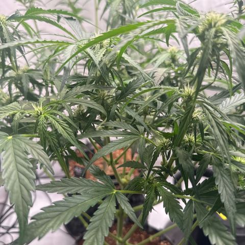 Apple Fritter Automatic growlog timeline photo